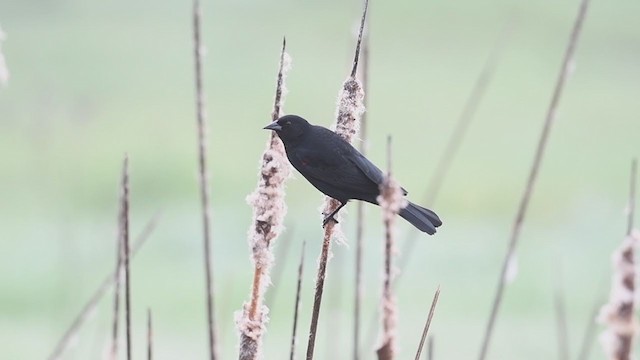 Red-winged Blackbird (California Bicolored) - ML214276901
