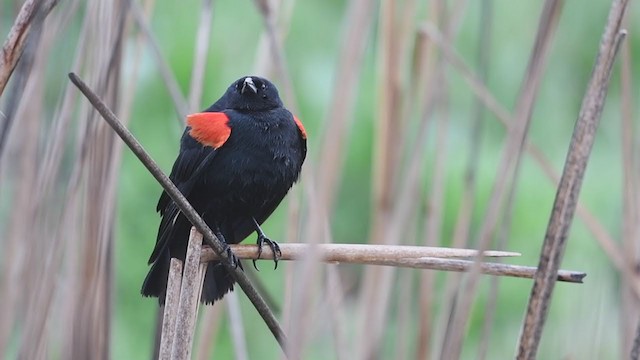Red-winged Blackbird (California Bicolored) - ML214277291