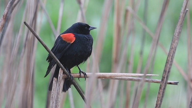 Red-winged Blackbird (California Bicolored) - ML214277301