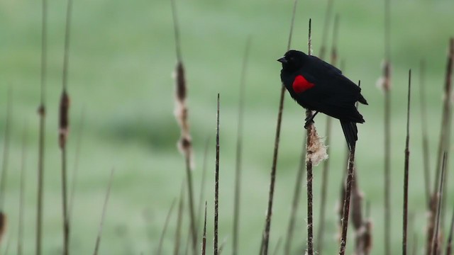 Red-winged Blackbird (California Bicolored) - ML214277441