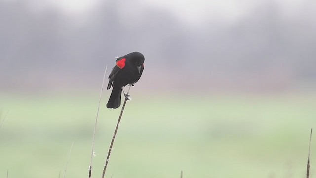 Red-winged Blackbird (California Bicolored) - ML214279451