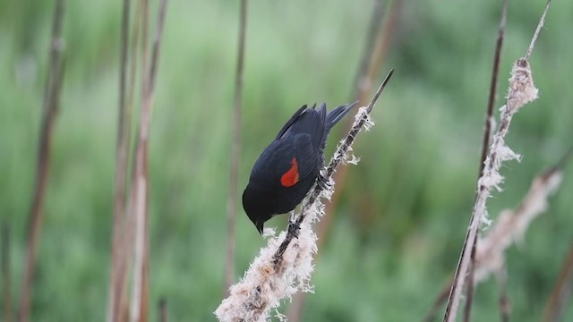 Red-winged Blackbird (California Bicolored) - ML214279831