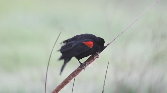 Red-winged Blackbird (California Bicolored) - ML214284391