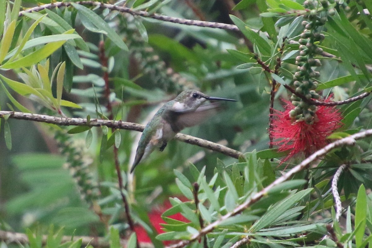 Ruby-throated Hummingbird - ML214293751
