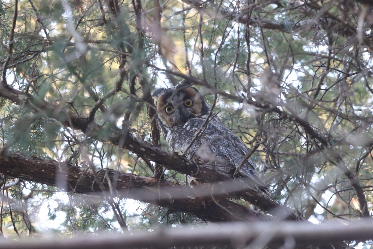 Long-eared Owl - ML214295011