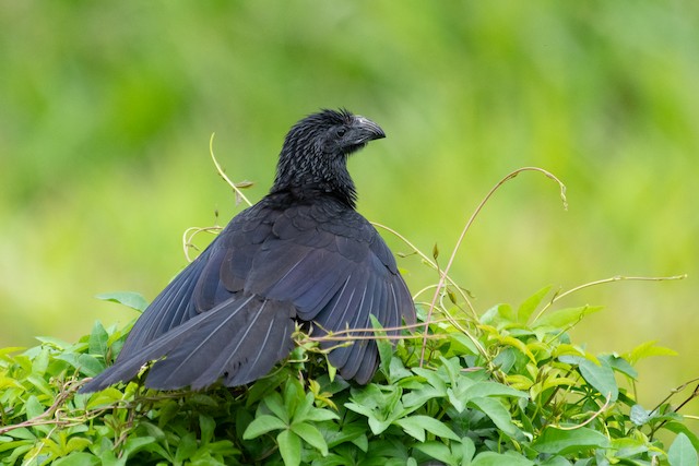 Groove-billed Ani