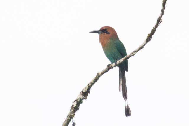 Broad-billed Motmot