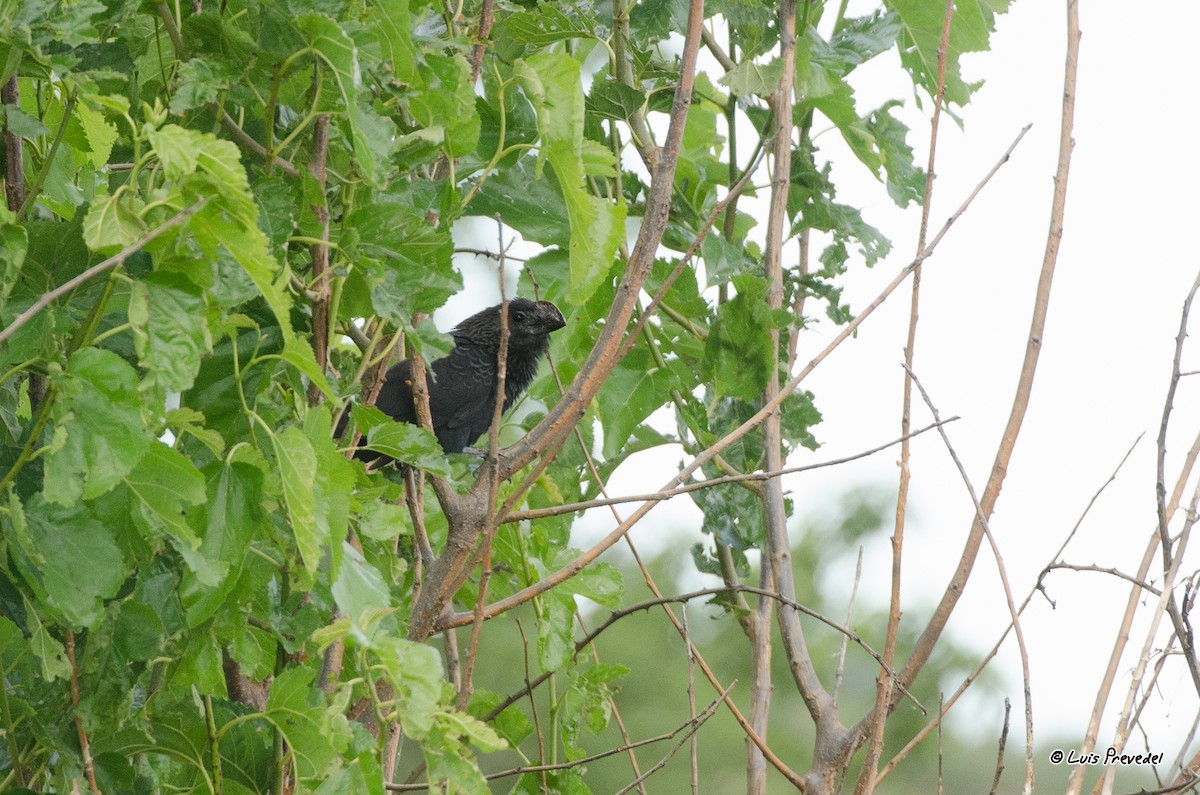 Smooth-billed Ani - Luis Prevedel