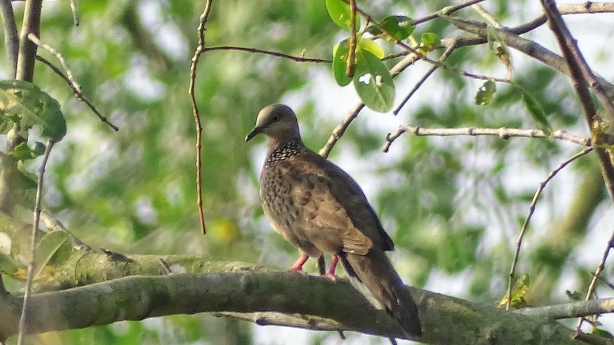 Spotted Dove - ML214297961