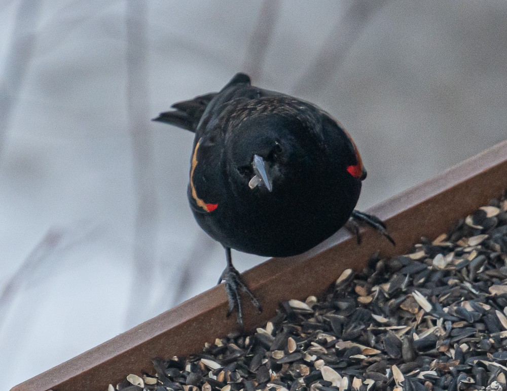 Red-winged Blackbird - Bert Filemyr