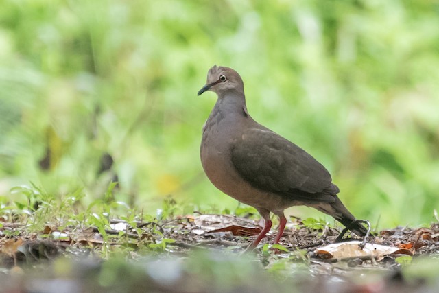 Gray-chested Dove