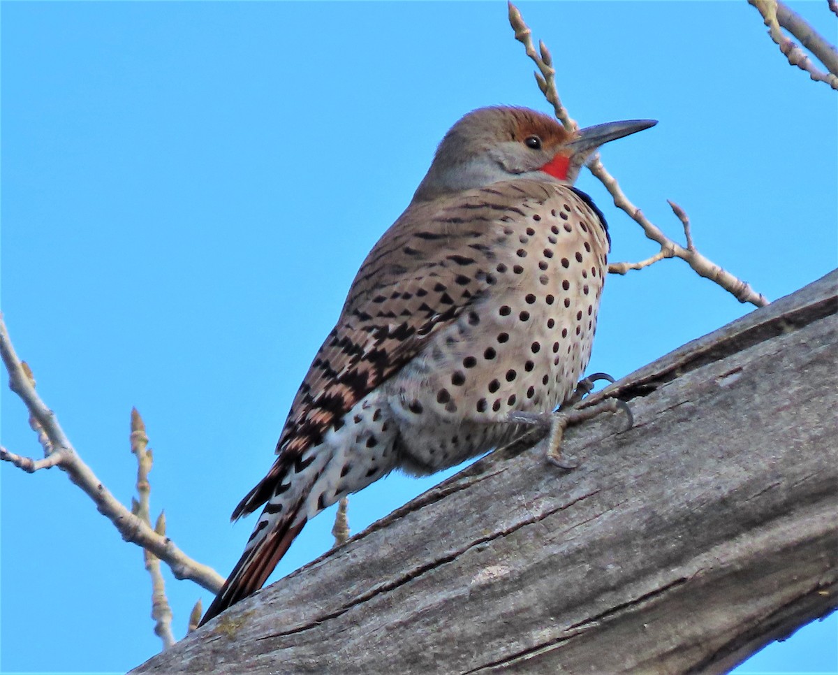 Northern Flicker (Red-shafted) - ML214300001