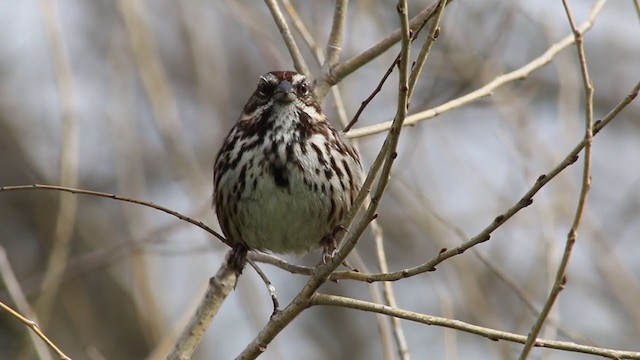 Song Sparrow (heermanni Group) - ML214302831