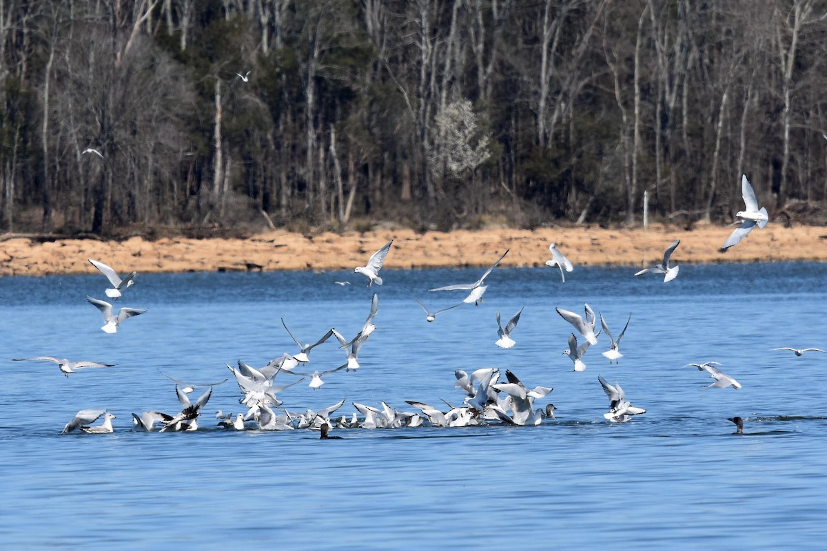 ebird checklist - 7 mar 2020 - j. percy priest lake--seven