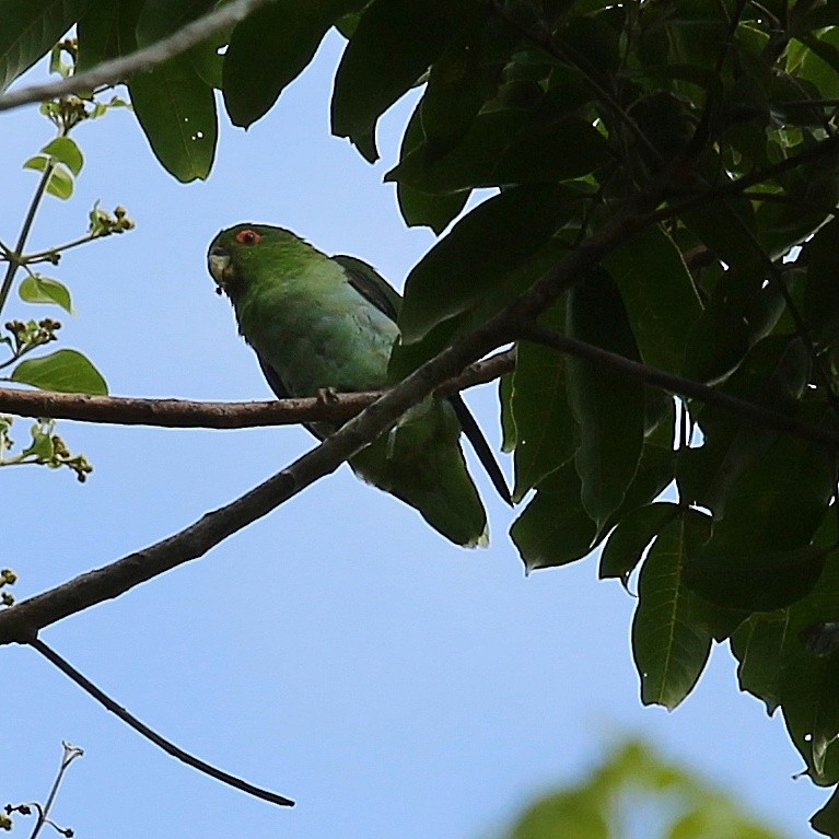 Brown-backed Parrotlet - ML214311851