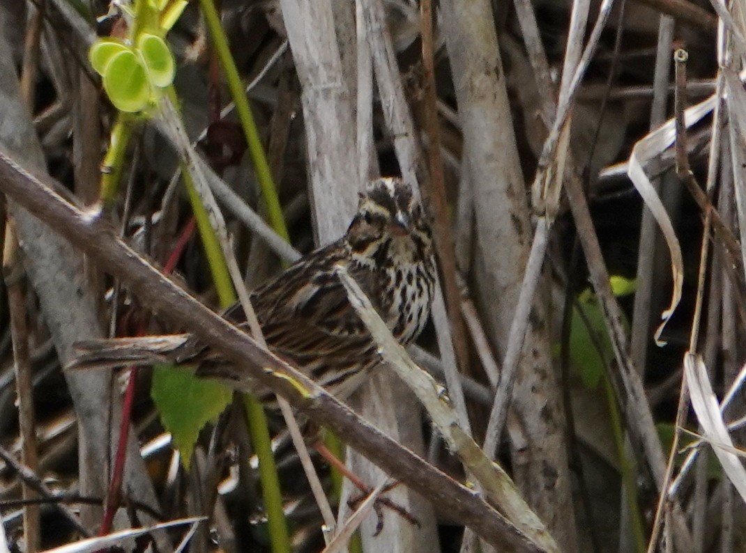 Savannah Sparrow - ML214315931