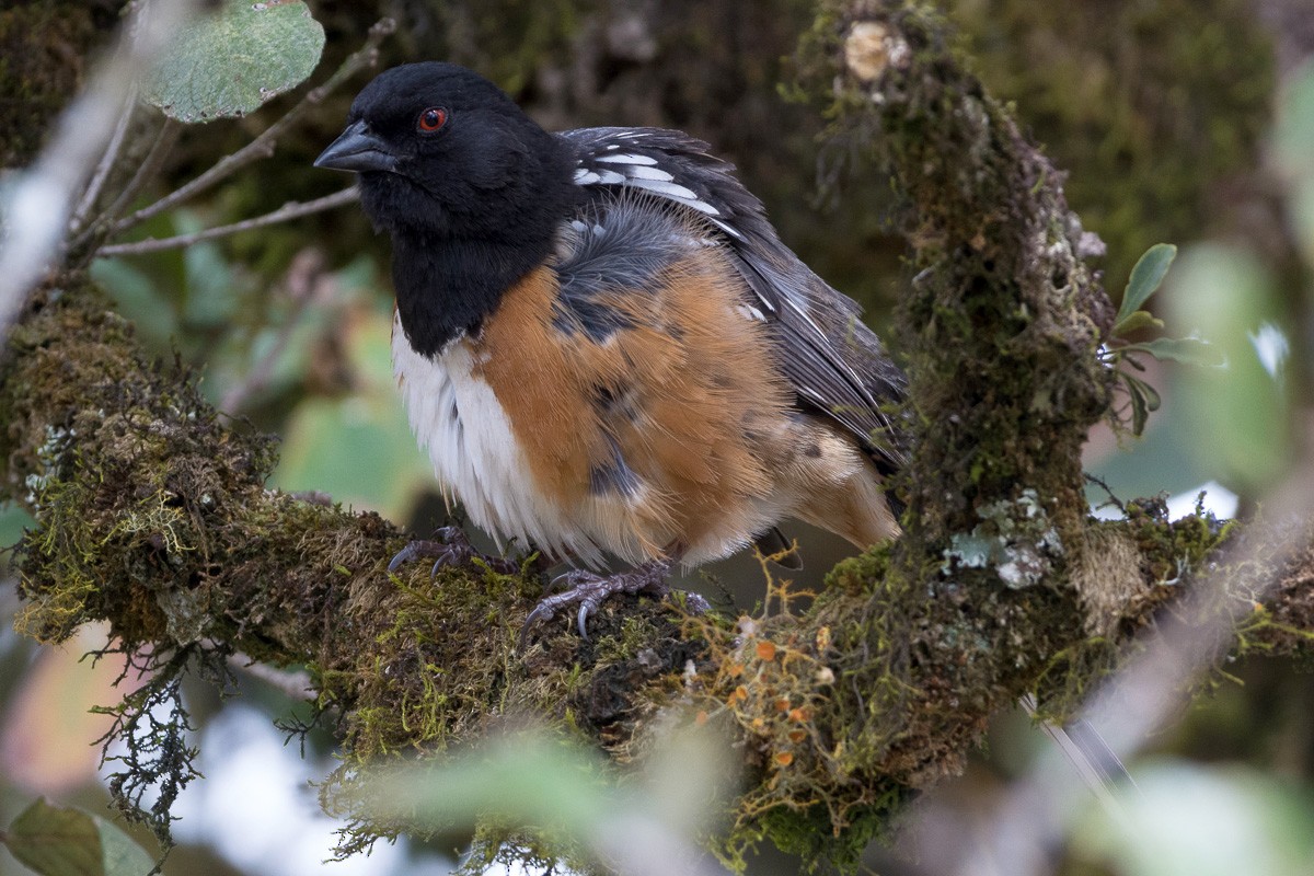 Spotted Towhee - ML214321521