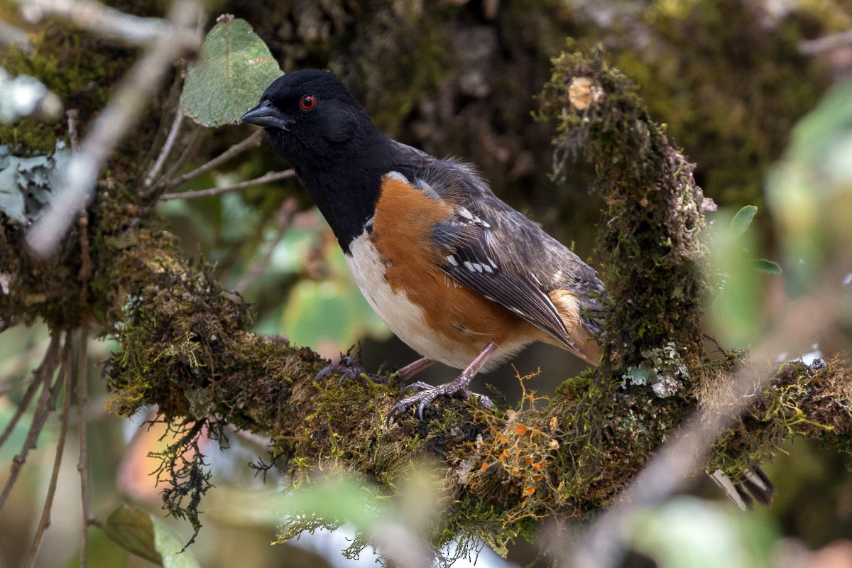 Spotted Towhee - ML214321531