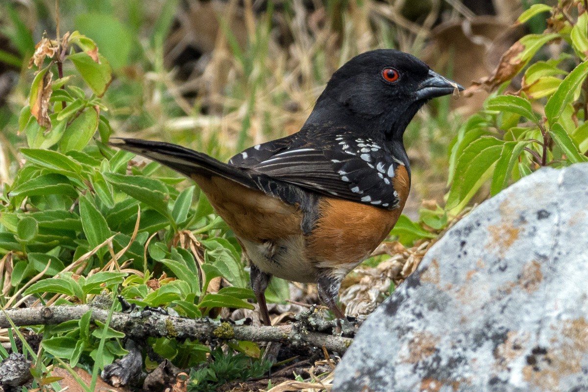 Spotted Towhee - ML214321541