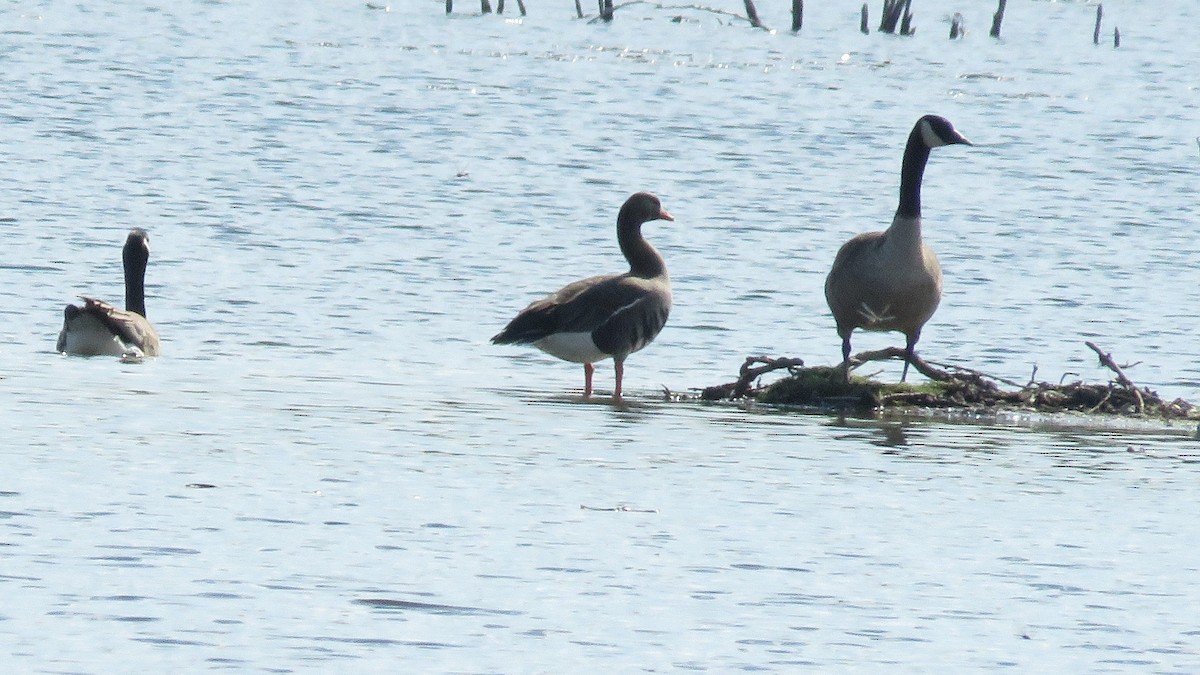 Greater White-fronted Goose - ML21433261