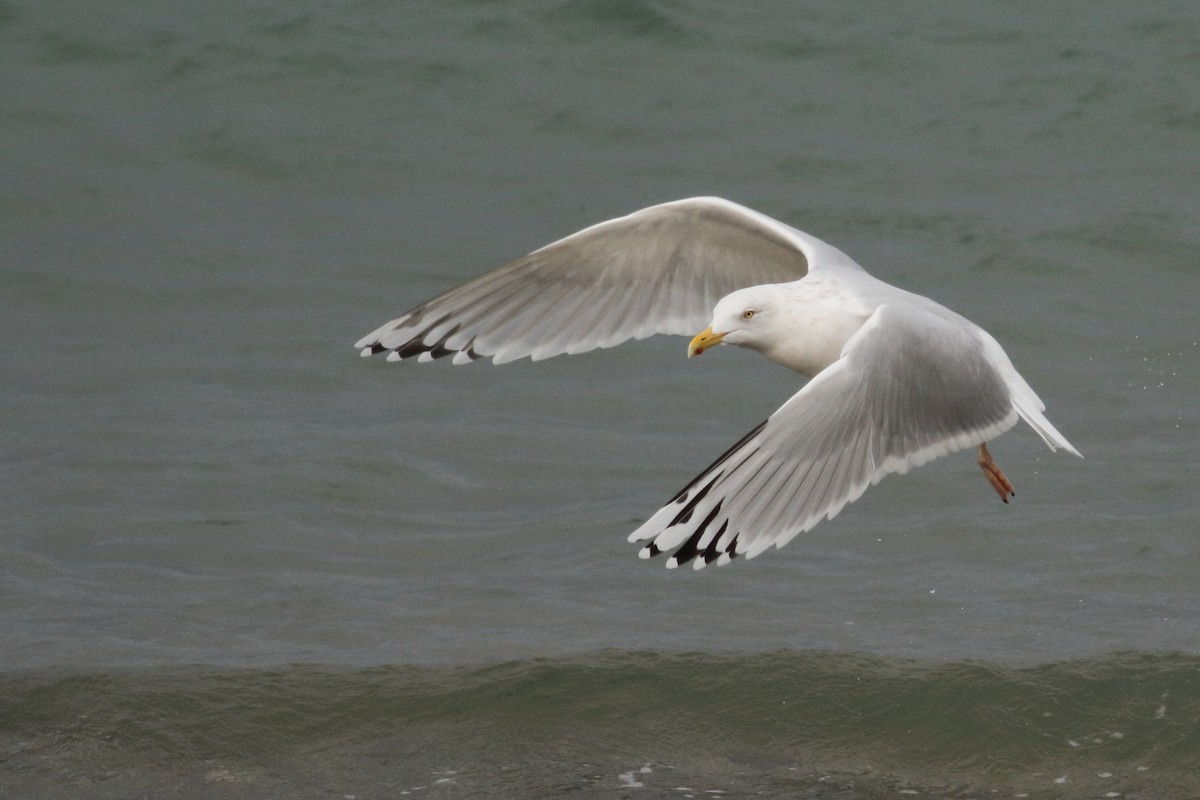 ML214336411 Herring x Glaucous Gull (hybrid) Macaulay Library