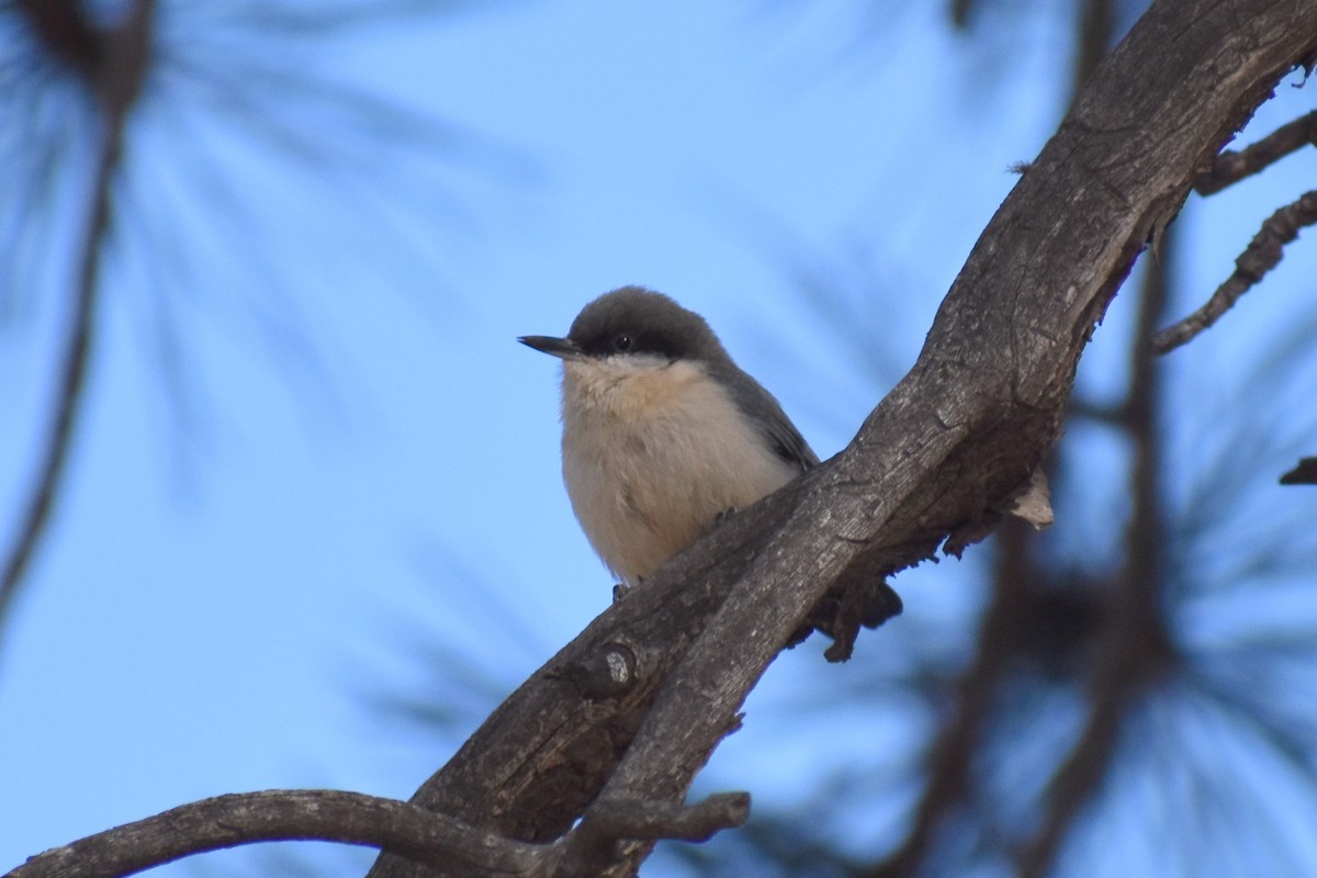 Pygmy Nuthatch - Claire H