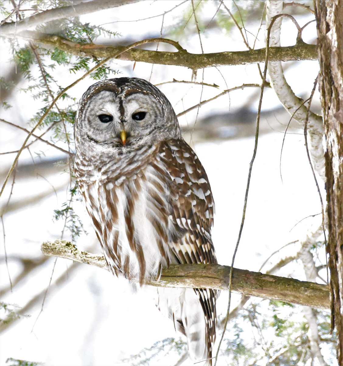 Barred Owl - Paul Shanahan