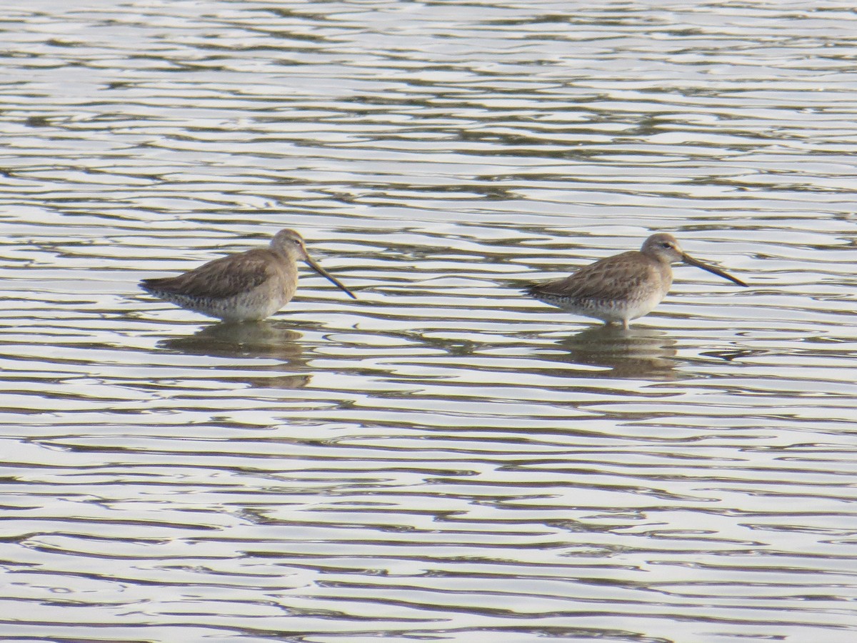 Long-billed Dowitcher - ML214341691