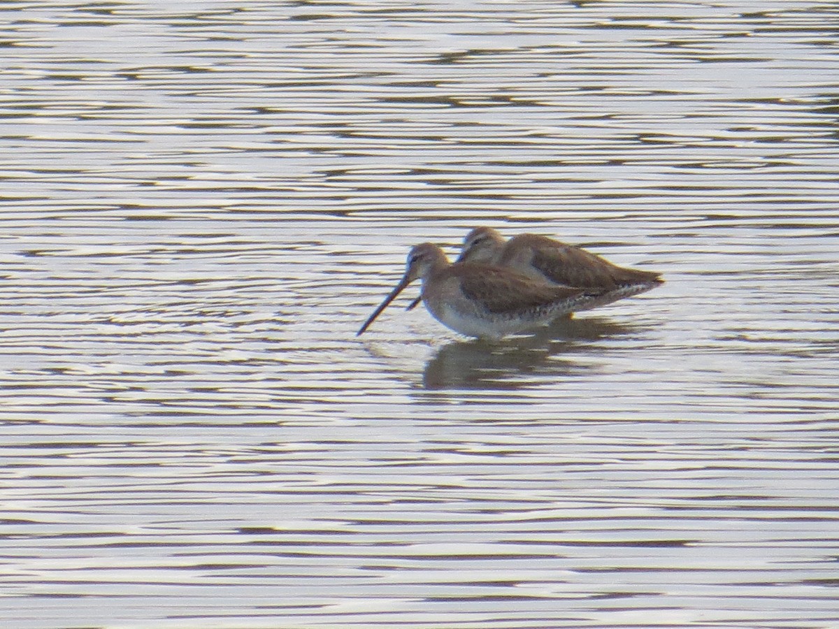 Long-billed Dowitcher - ML214341711