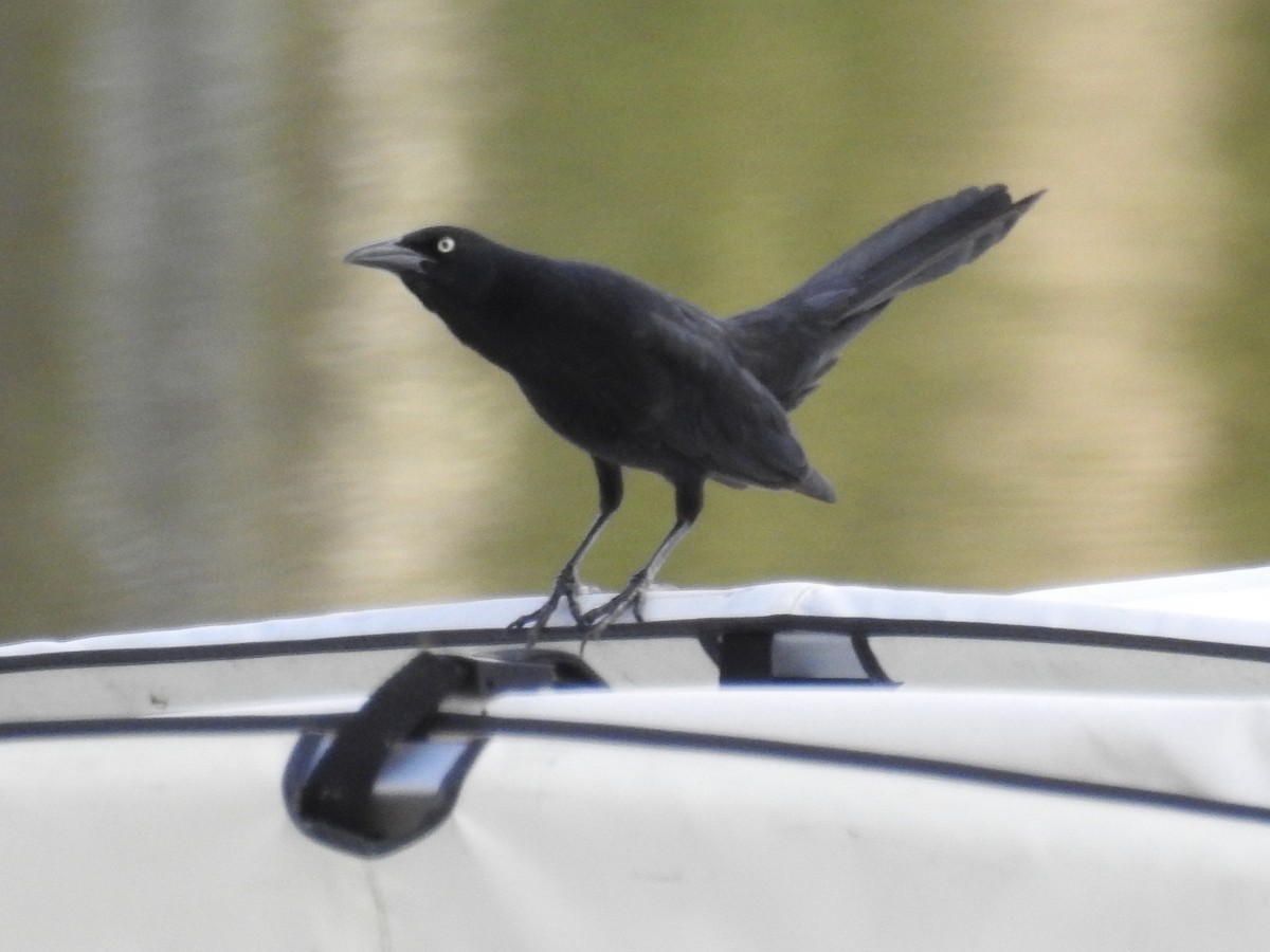 Great-tailed Grackle - ML214352551