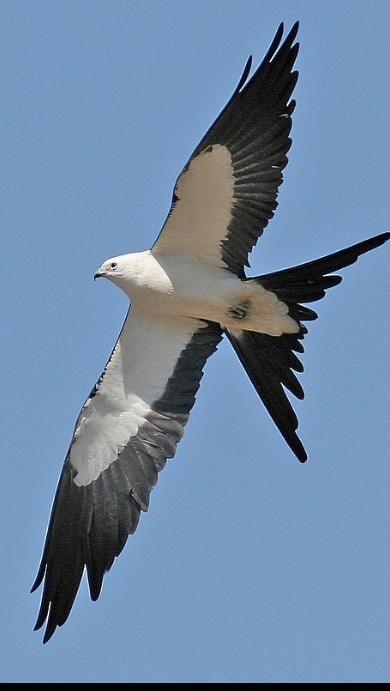 Swallow-tailed Kite - Dan Rottino