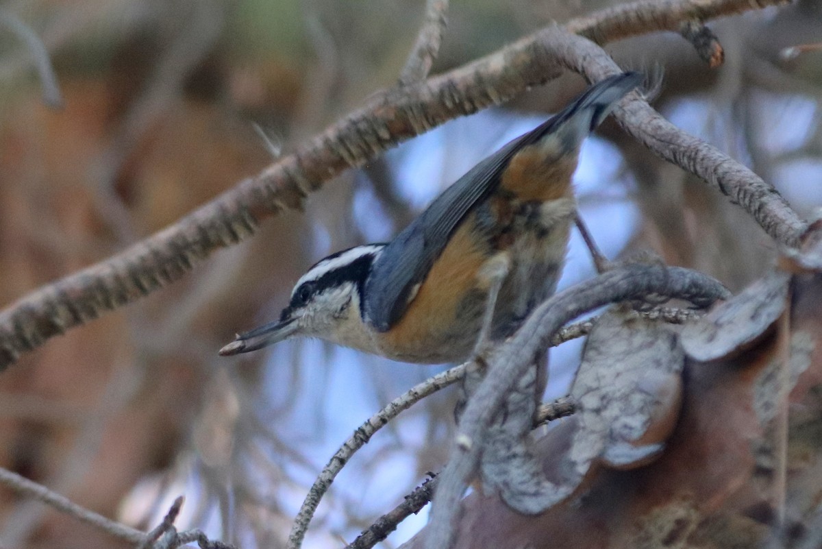 Red-breasted Nuthatch - ML214362091