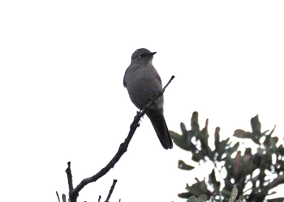 Townsend's Solitaire - Sharon J