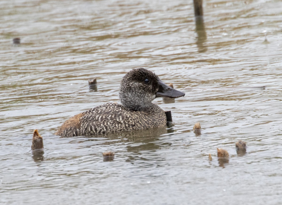 eBird Checklist - 5 Mar 2020 - Lake Wallace - 22 species