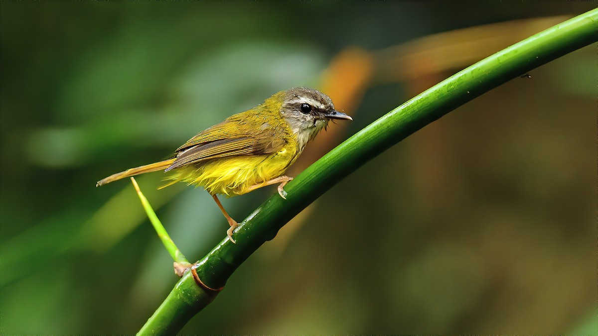 Yellow-bellied Warbler - xiwen CHEN