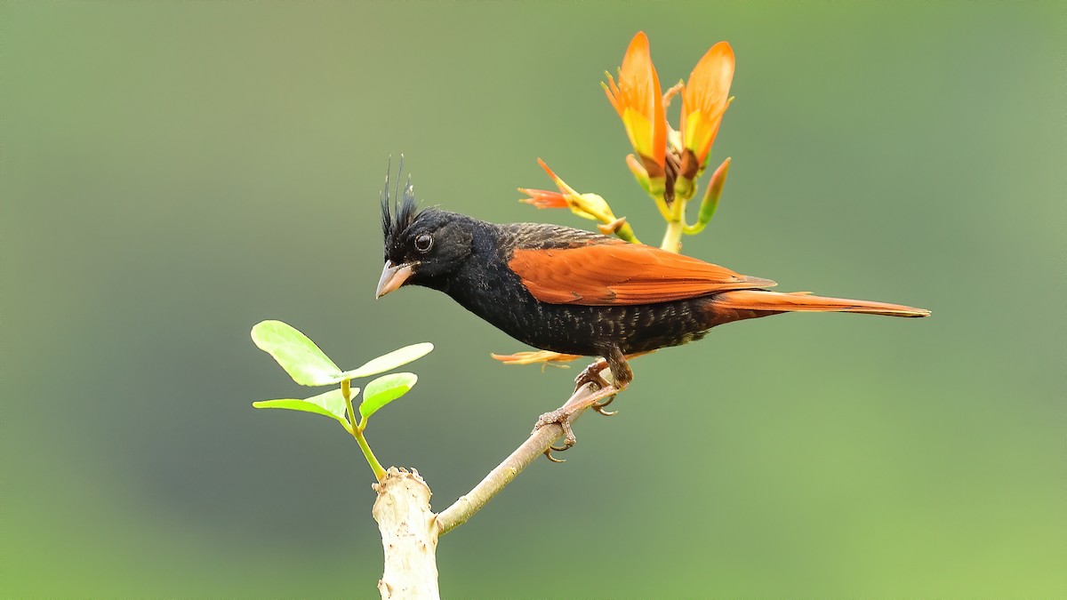 Crested Bunting - xiwen CHEN