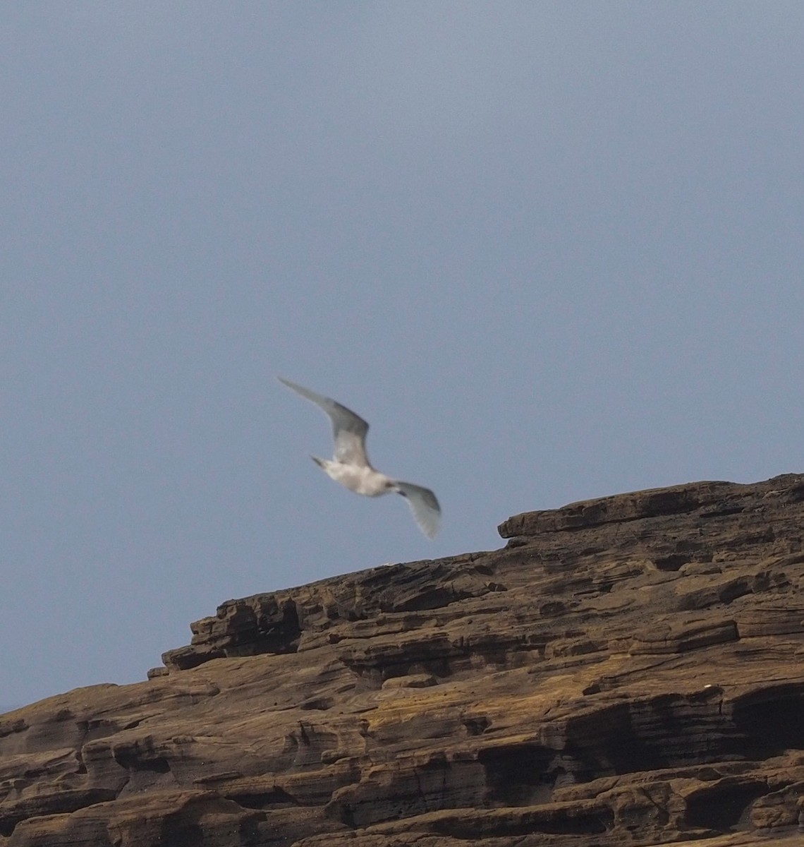 Glaucous-winged Gull - David Sexton
