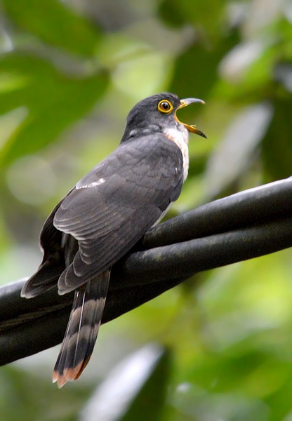 Malaysian Hawk-Cuckoo - Choy Wai Mun