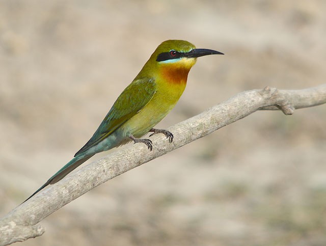 Blue-tailed Bee-eater - ML214366271