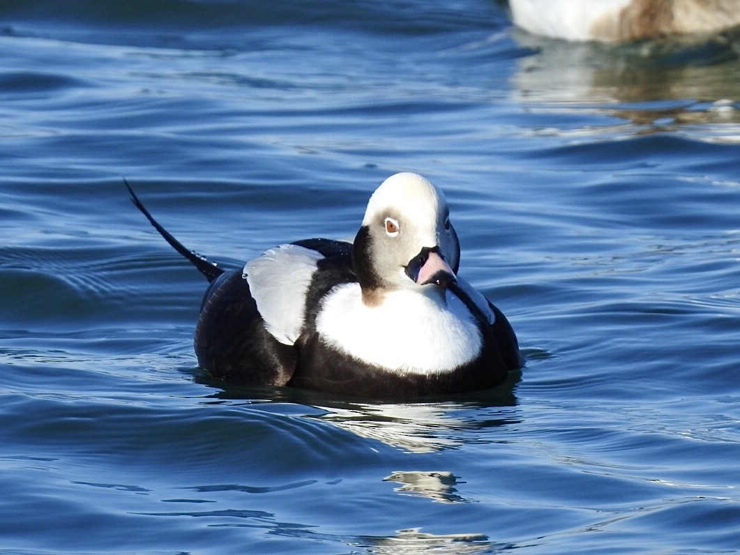 Long-tailed Duck - ML214367561