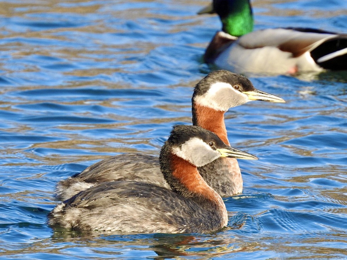 Red-necked Grebe - ML214367871