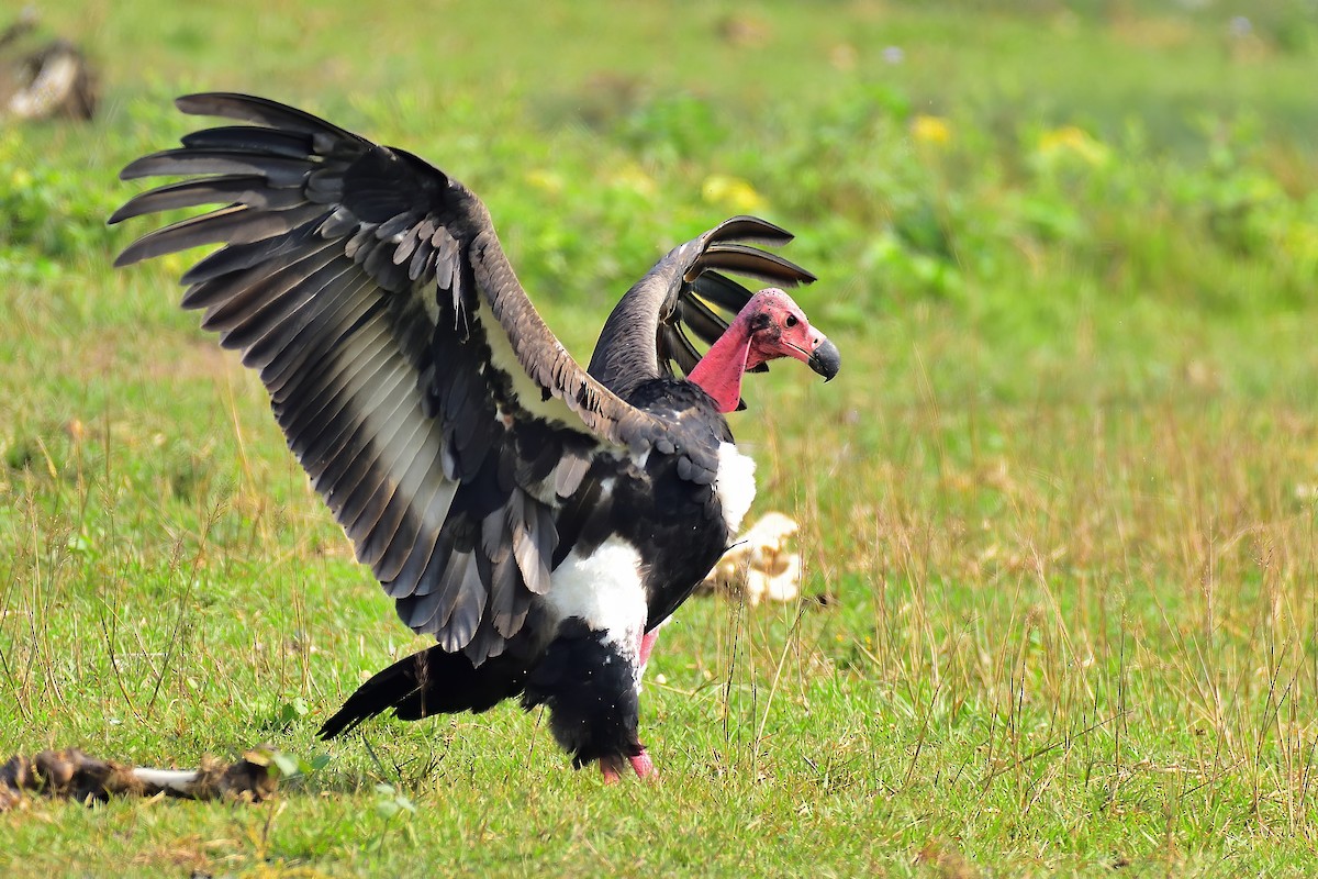 Red-headed Vulture - ML214368231