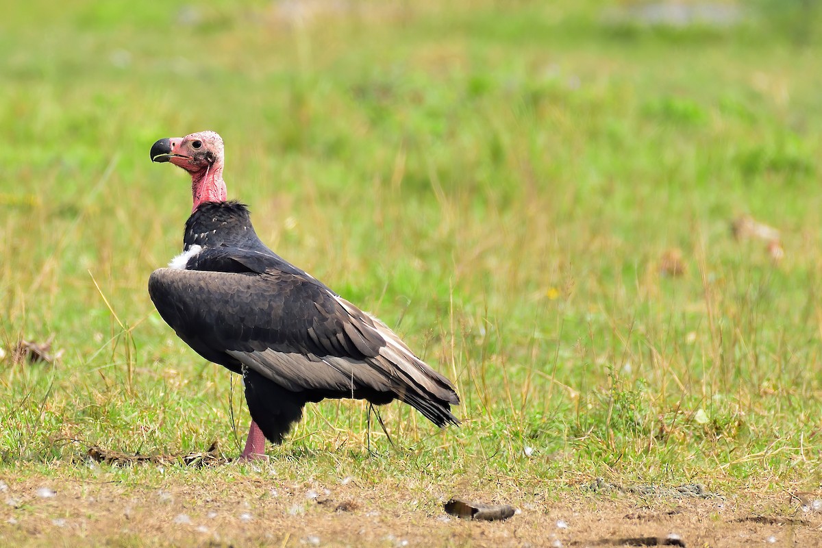 Red-headed Vulture - ML214368271