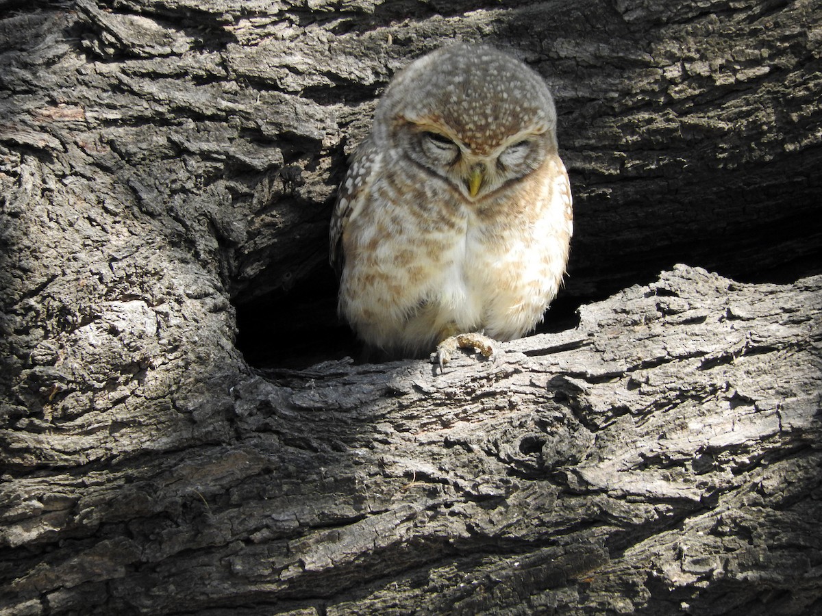 Spotted Owlet - ML214368601