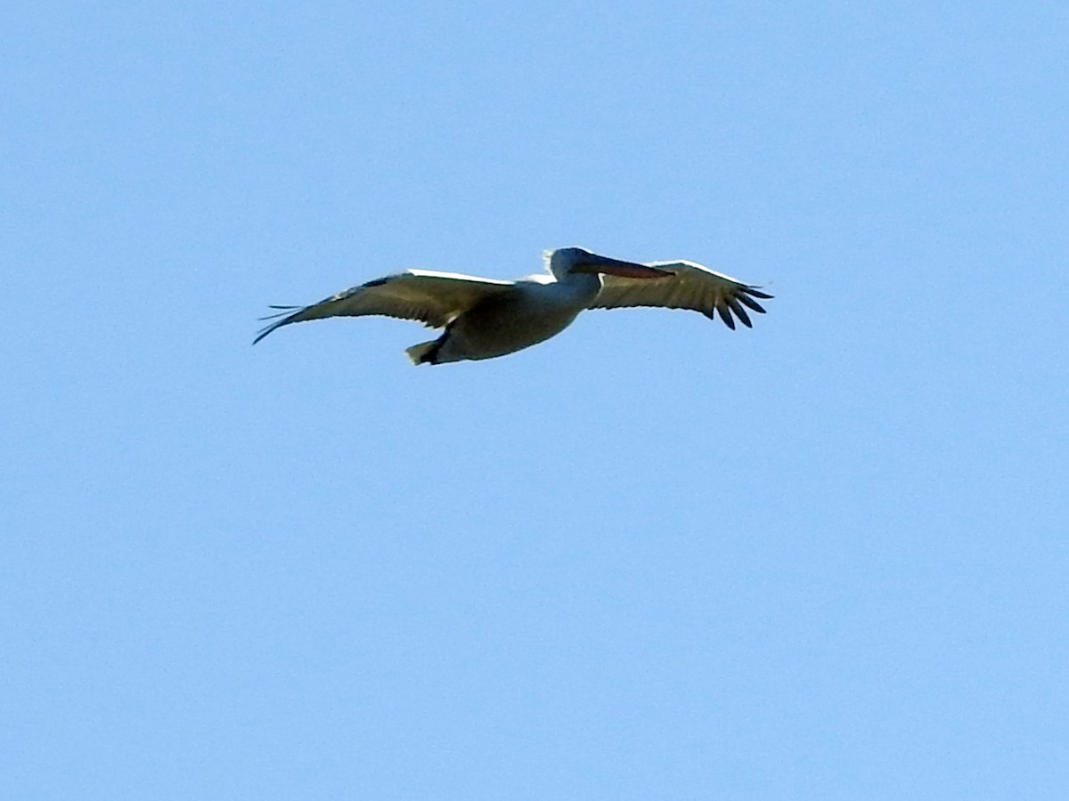 Кудрявый пеликан - ML214369351