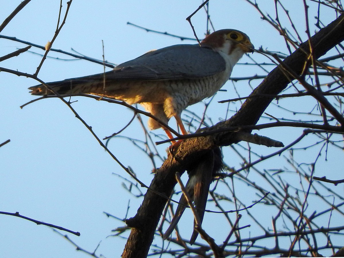Red-necked Falcon - ML214370731