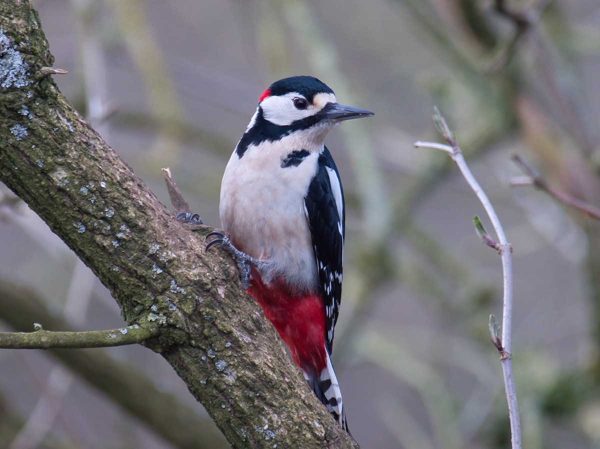 Great Spotted Woodpecker - jeff patrick