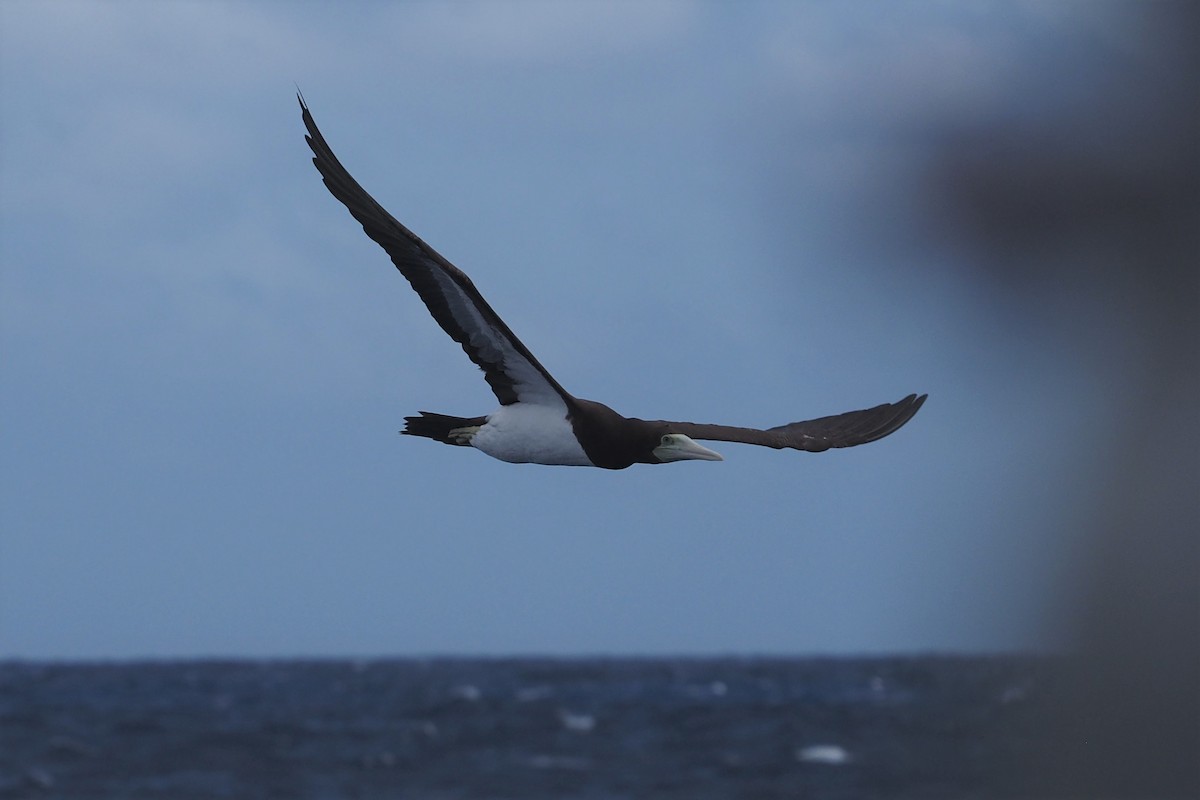 Brown Booby - ML214381531