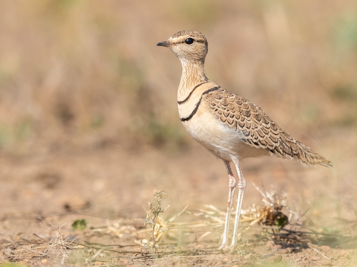 Double-banded Courser - Jean-Louis  Carlo