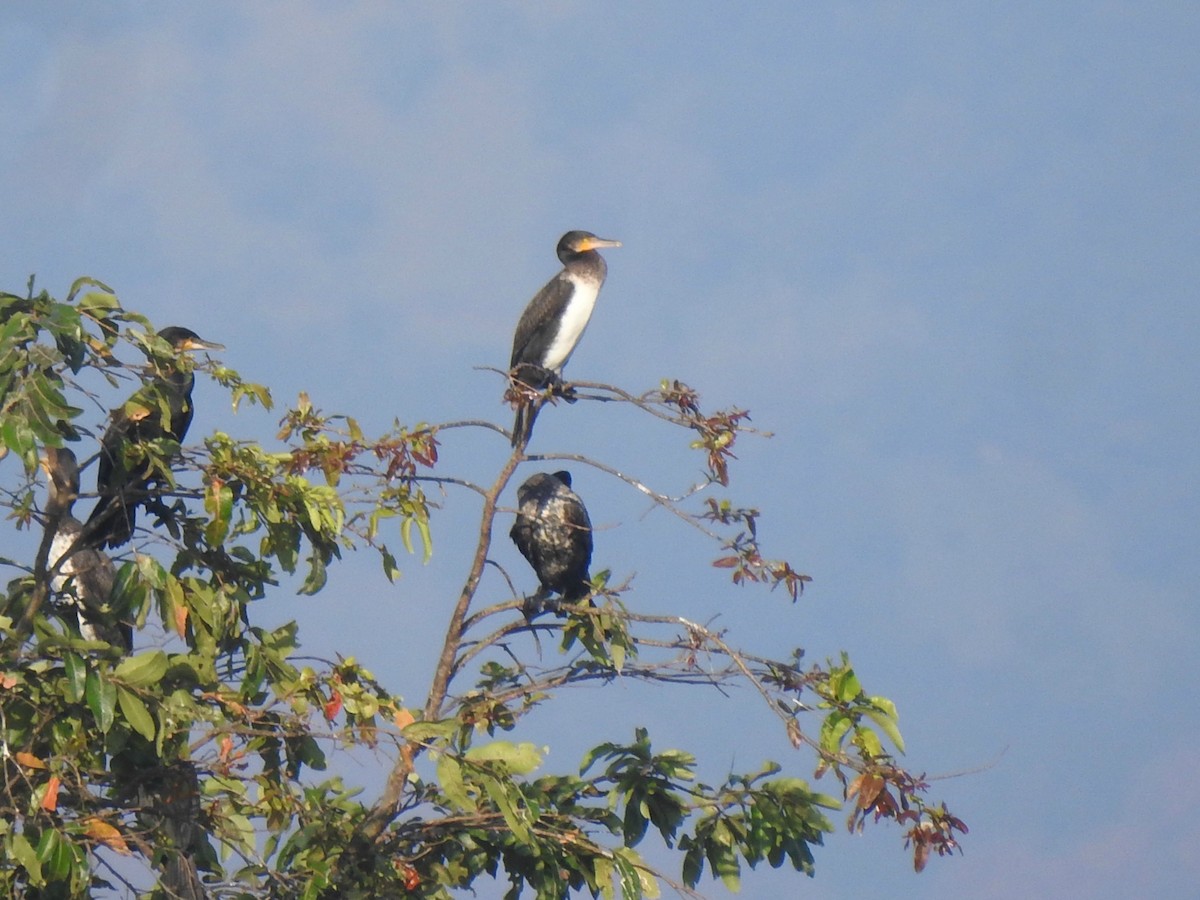 Great Cormorant - Nimali Digo & Thilanka Edirisinghe